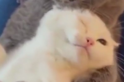 Purr-fect Hug Alert: Adorable Cats Embrace in a Heartwarming Cuddle Fest! 🐱💕