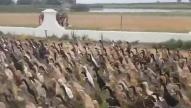 Quack Attack! Chaos Ensues as a Flock of Ducks Take Over the Park! π¦π