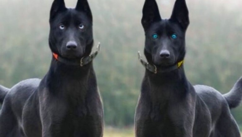 The Evolution of Dogs: From Wolf Companions to Beloved Best Friends