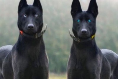 The Evolution of Dogs: From Wolf Companions to Beloved Best Friends