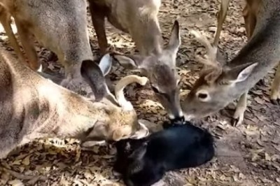 Bambi's Buddies: Deer Squad Steps in to Assist a Purr-fectly Confused Cat!