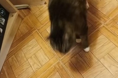 Chonky Cat Chronicles: Hilarious Shenanigans of an Overweight Feline!