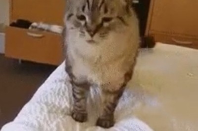 Feline Friday Follies: Cat Demands a Timeout in Hilarious Video!