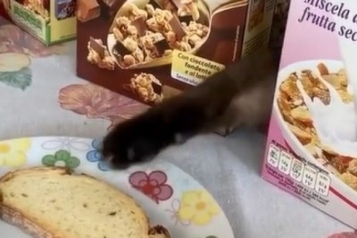 The Great Cat Food Hunt: An Epic Quest for the Perfect Meal!