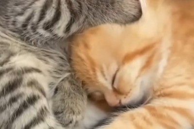 Tiny Boss: Watch Adorable Kitten 'Manage' Mini-Me in the Cutest Office Ever!