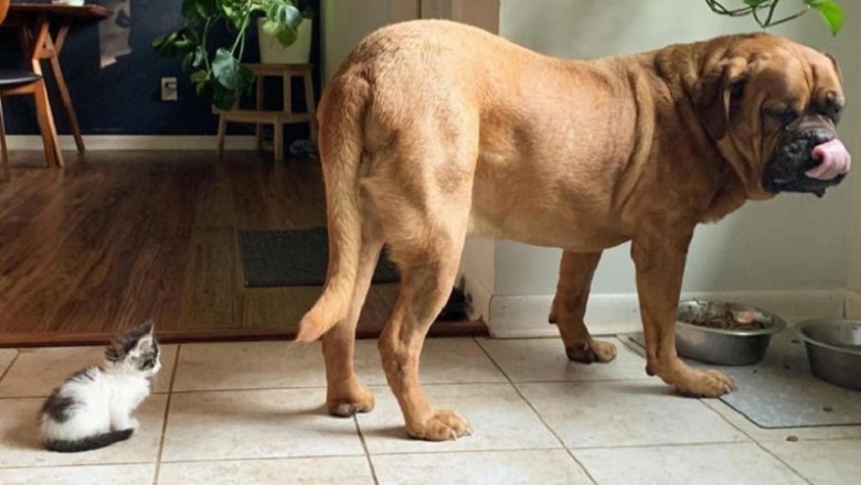 Unlikely BFFs: Tiny Kitten Takes on 60-Pound Great Dane in Heartwarming Friendship Tale!