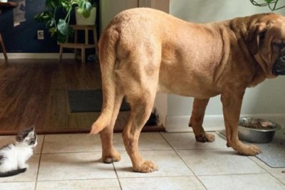Unlikely BFFs: Tiny Kitten Takes on 60-Pound Great Dane in Heartwarming Friendship Tale!