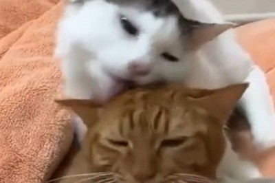 Double Trouble: Hilarious Cat Attempts to Babysit Three Cats Simultaneously!