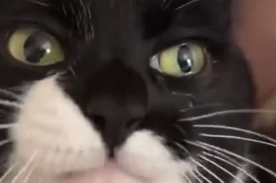 Feast Mode: Watch This Hilarious Cat Devour a Mountain of Treats!