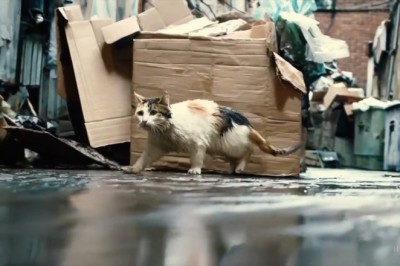 From Stray to Superstar: The Hilarious Adventures of a Mischevious Stray Cat!