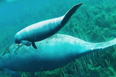 Heartwarming Moment Captured: Manatee Mother's Love for Her Baby