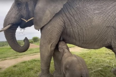 Khanisa, the Resilient Albino Elephant: A Heartwarming Journey