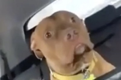 The Dog's Heartbreaking Realization: Journey to the Vet Unfolds Emotions