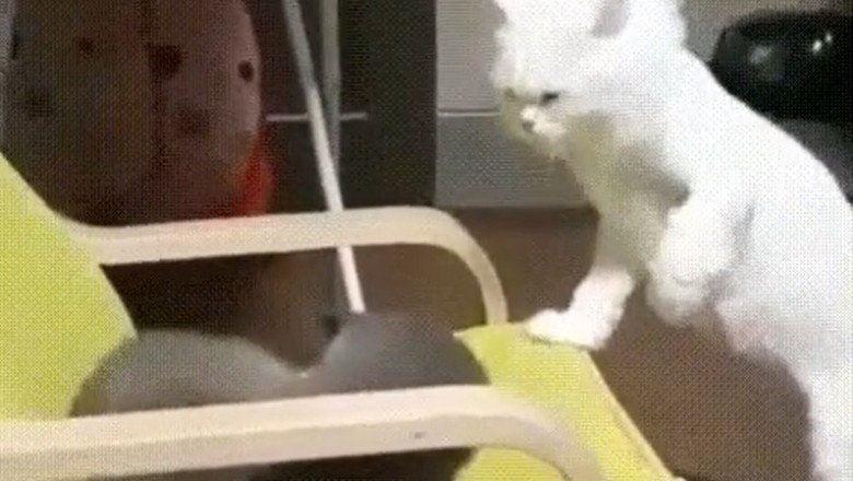 Cat Battle Royale: Chair Edition