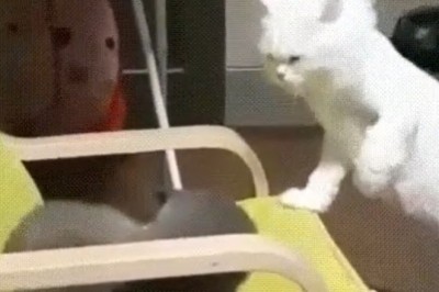 Cat Battle Royale: Chair Edition