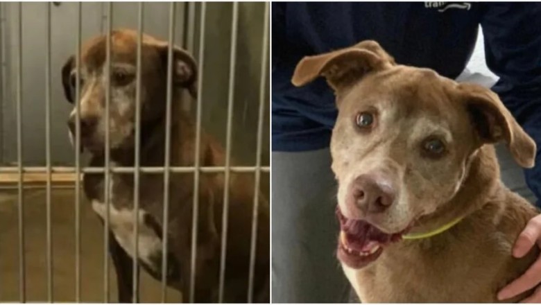 From Shackles to Sunshine: The Inspiring Tale of Ginger the Dog