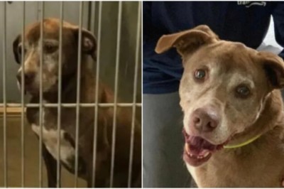 From Shackles to Sunshine: The Inspiring Tale of Ginger the Dog