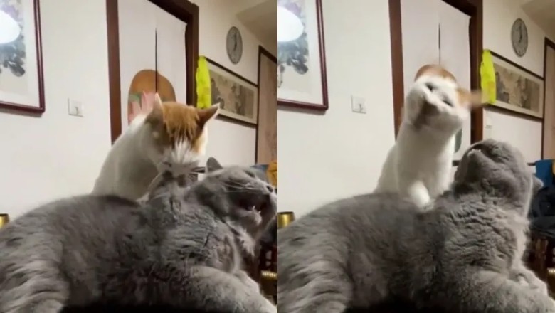 Hunger Pangs and Fur Frenzy: A Feline Lesson in Patience