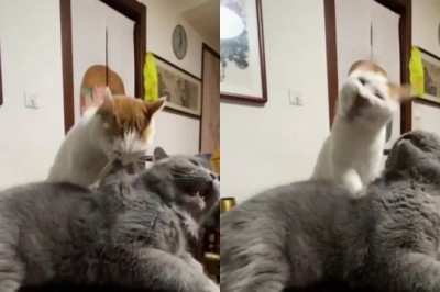 Hunger Pangs and Fur Frenzy: A Feline Lesson in Patience