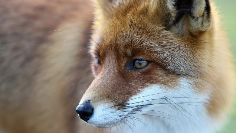 Love Among the Wild: A Glimpse into Samara Zoo's Intriguing Mating Dynamics