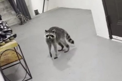 Taco Tales: When Raccoons Stole the Show!