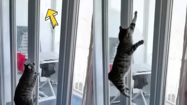 The Fluffy Fly Hunter: A Tale of Grace and Triumph