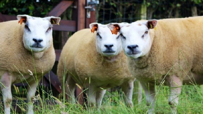 Unveiling the Enigmatic Beltex Sheep: A Fusion of Strength and Utility