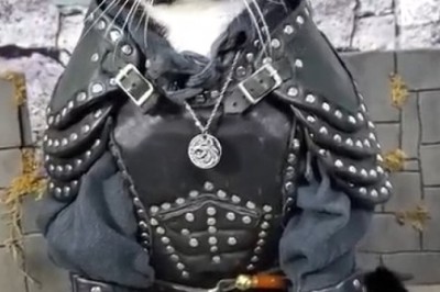 Pawsitively Adorable: Cat Goes Couture in Traditional Costume!