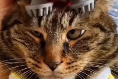 Purr-plexed: Hilarious Cat Gets Head Massage, Ends Up in a Spin!