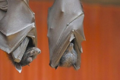 The Fascinating Mystery of Why Bats Hang Upside Down