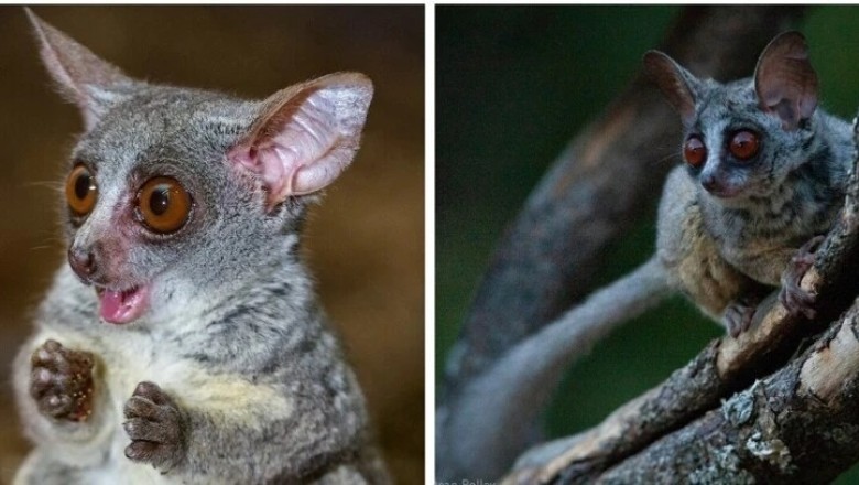 Unveiling the Fascinating World of Galagos: African Primate Wonders
