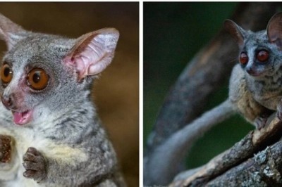 Unveiling the Fascinating World of Galagos: African Primate Wonders