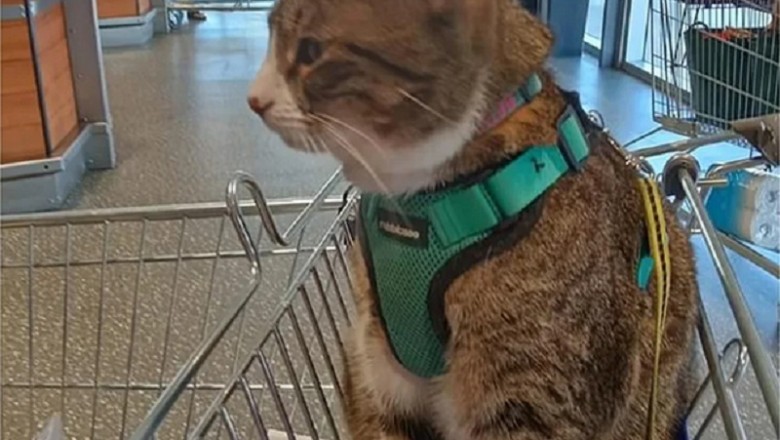 Feline Fiasco: Cat in Supermarket Cart Sparks Online Controversy