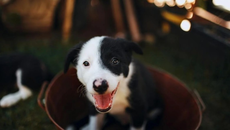 Meet the Tiny Dictator: How a Rabbit Rules the Roost Over Big Dogs!