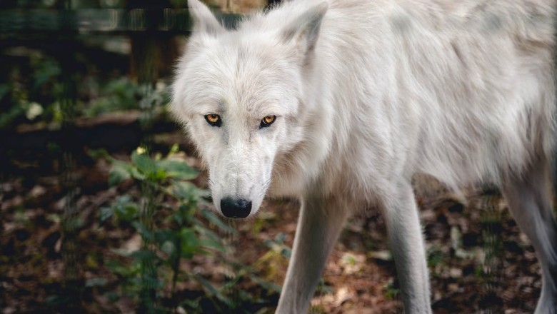 The Epic Journey of a Wolf: A 1,240 km Adventure