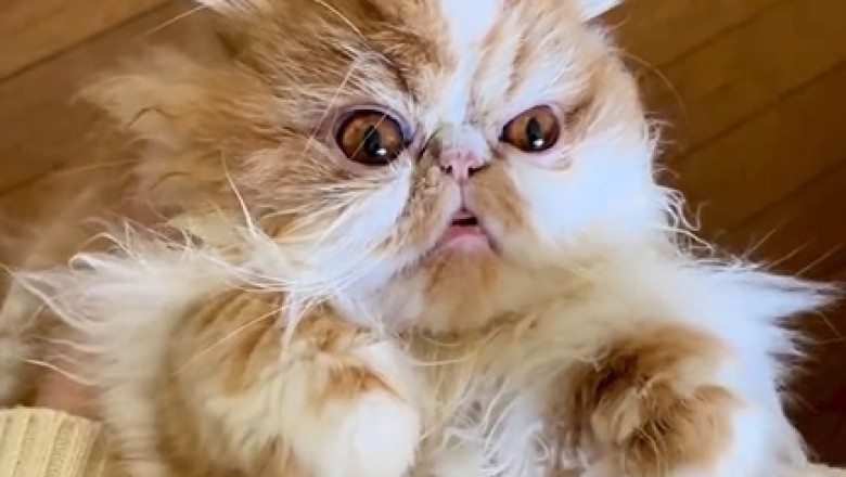 Cat-astrophe averted! Witness the Hilarious Antics of the Elusive and Rare Cat Species!