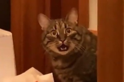 Cat-tastic Chaos: Hilarious Reaction of a Surprised Feline!