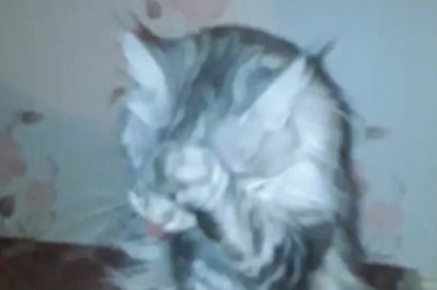 Cat-tastrophy Strikes: Hilarious Shenanigans of a Cat in the Dark!