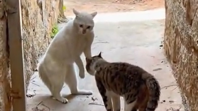 Claws Out: Hilarious Cat Fight Captured on Camera!