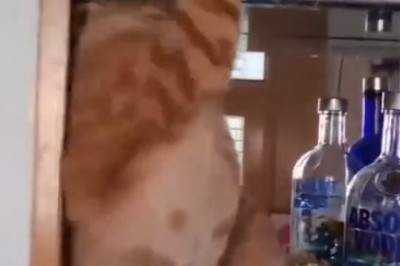 Feathered Frenemies: The Hilarious Saga of a Cat and Parrot's Epic Showdown!