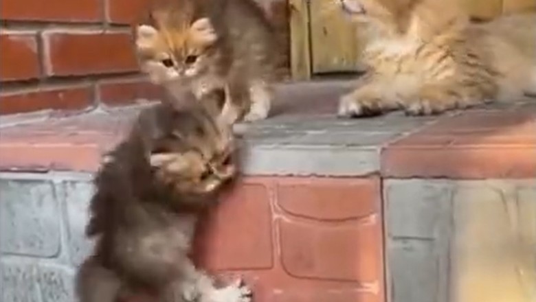 Feline Fiasco: Watch This Kitten's Epic Stair-Climbing Fail!