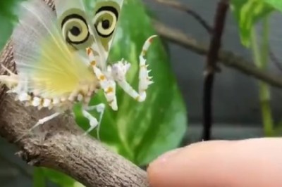 Flutterby Surprise: Man Meets Unlikely Winged Dealer!