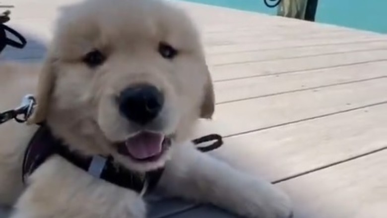 Hilarious Adventure: Tiny dog's seaside escapade is pure comedy gold!