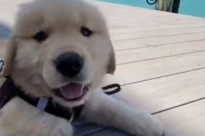 Hilarious Adventure: Tiny dog's seaside escapade is pure comedy gold!