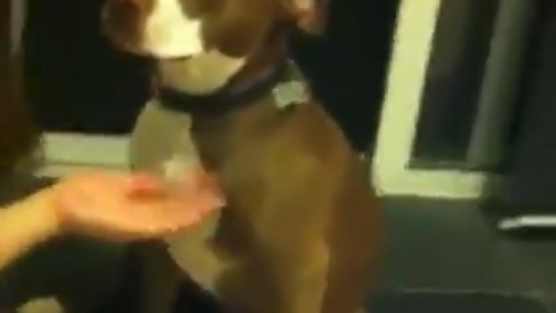 Hilarious Battle of the Claws: Watch This Stubborn Dog Dodge the Nail Trimming Drama!