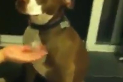 Hilarious Battle of the Claws: Watch This Stubborn Dog Dodge the Nail Trimming Drama!