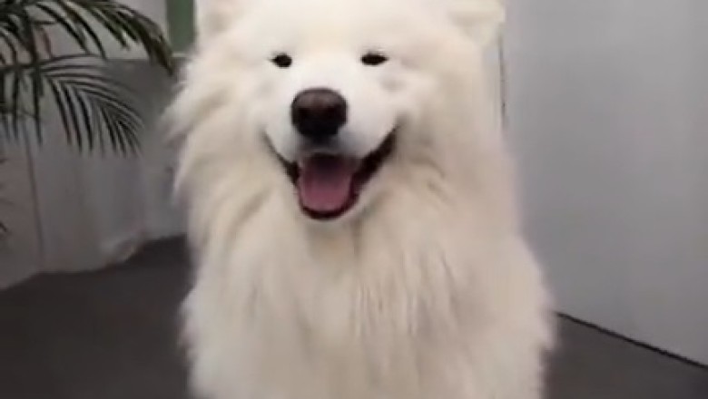 Hilarious Clown Dog Pranks and Paw-some Antics!