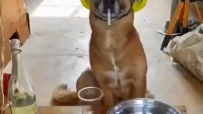 Hilarious Hijinks: Pets Gone Wild in a Comedy Caper!