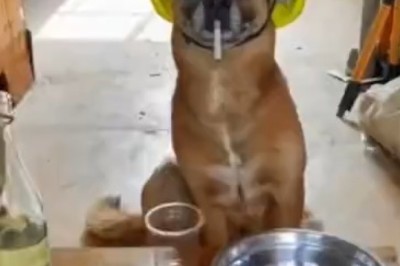 Hilarious Hijinks: Pets Gone Wild in a Comedy Caper!