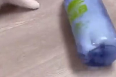 Hilarious Mishap: Curious Kitten Gets Stuck in a Bottle!